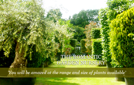 The Romantic Garden Nursery Induced Info