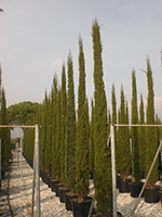 Cupressus Pyramidalis