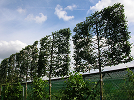 Pleached trees