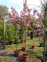 Prunus serrulata Kanzan