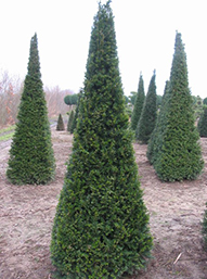 Taxus baccata cones