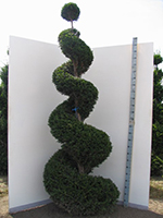 Taxus baccata spirals