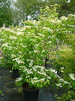 Viburnum plicatum Watanabe